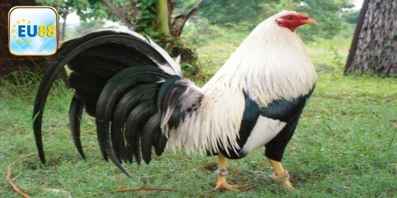 Cách nuôi gà Mỹ với bài huấn luyện hữu ích