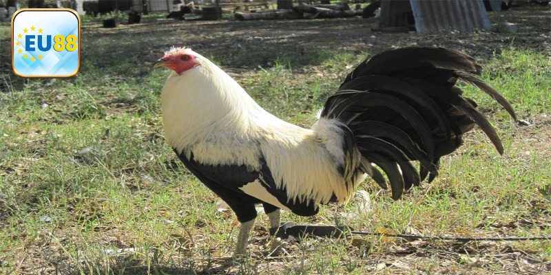 Cách Nuôi Gà Mỹ Luôn Khoẻ Mạnh, Hiệu Quả Từ Chuyên Gia