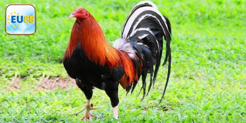 Kinh nghiệm chăm sóc gà Mỹ